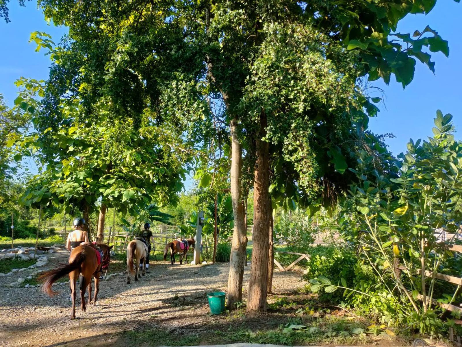 Namkhan Horses Stables หลวงพระบาง ภายนอก รูปภาพ