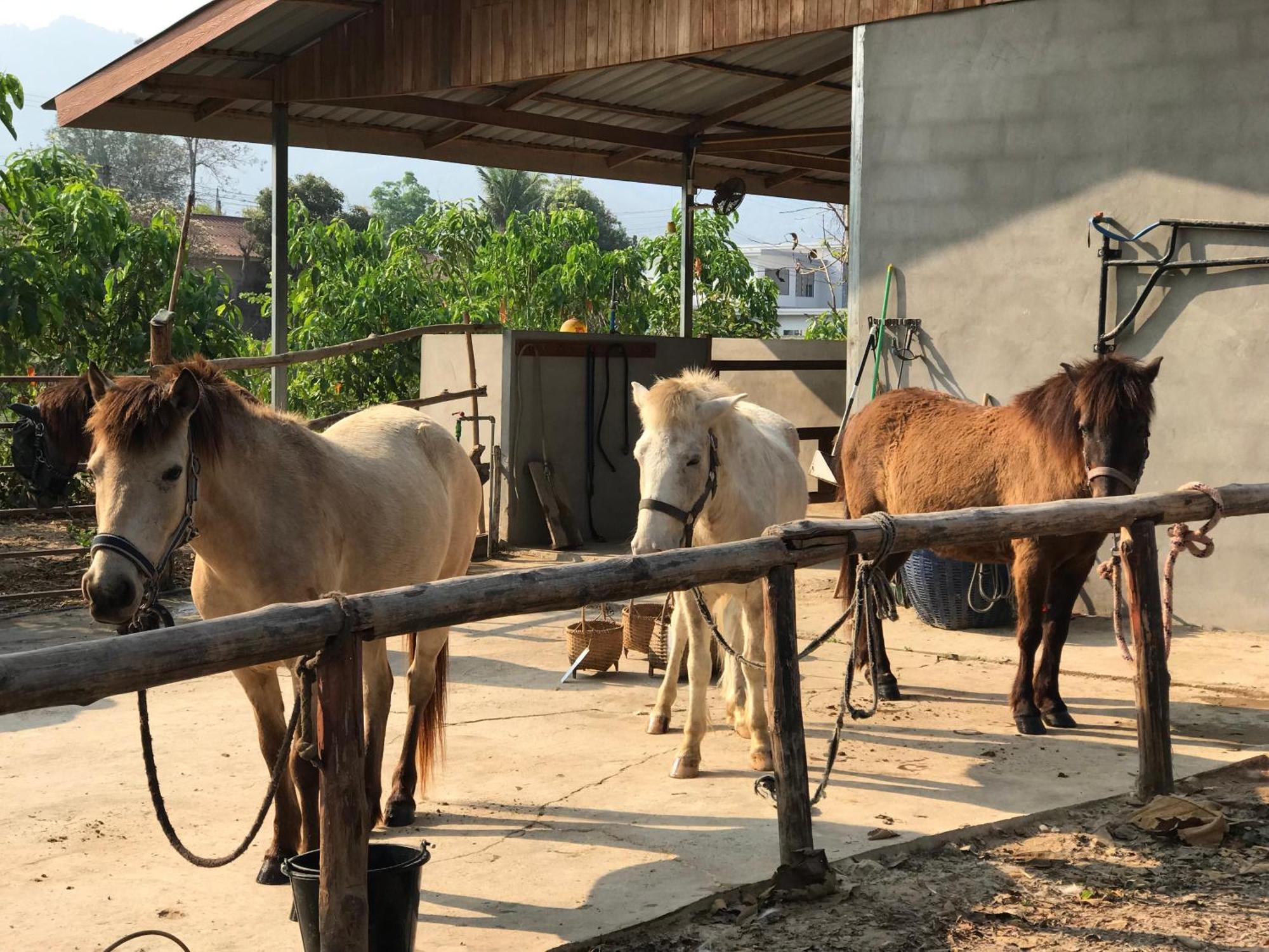 Namkhan Horses Stables หลวงพระบาง ภายนอก รูปภาพ